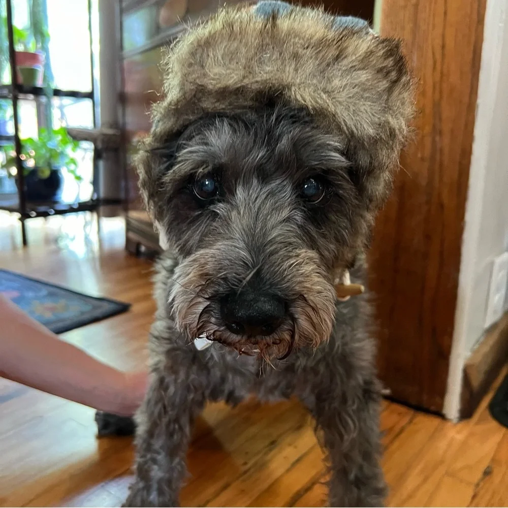 Hand Crafted dog hat